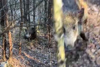 Srbski lovec povsem od blizu posnel merjasca, ta ga je napadel