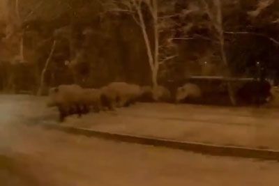 Čreda divjih svinj pri Ljubljani: Posnetek, ki je zaokrožil po spletu