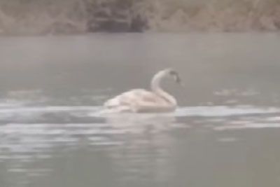 Veterina z nujnim opozorilom javnosti, sum na ptičjo gripo na reki Krki