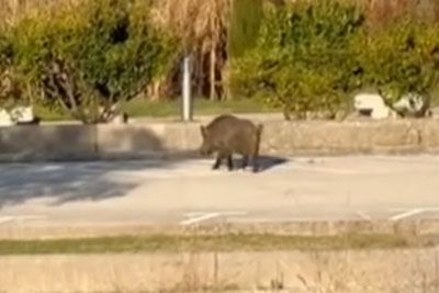 Sprehod divjega prašiča na Markovcu