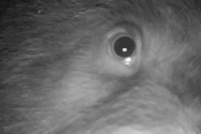 Na Kočevskem iščejo osumljenca – kar je počel pred kamero, obkroža državo