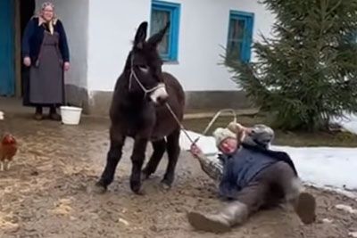 Posnetek trmastega oslička in dedka nasmejal Slovenijo – a nekaj ne štima