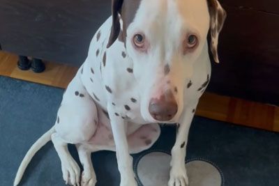 Posnetek kužka iz Slovenije, ki zlomi srce: »Najhujše se še ni začelo«