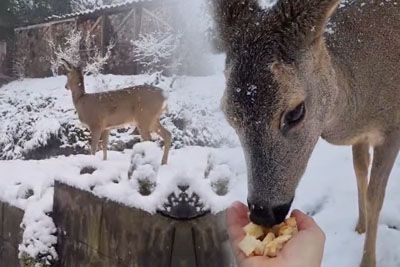 Ganljiv prizor, ki je očaral Slovenijo – srna se vsako leto vrača k ljudem