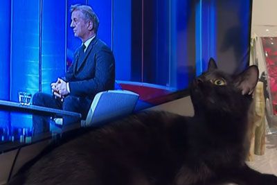 Tina Gaber objavila posnetek Goloba: Njun maček ukradel vso pozornost