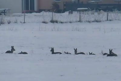 Prizor s Ptuja, ki je ganil splet: Srne v snegu poiskale zavetje