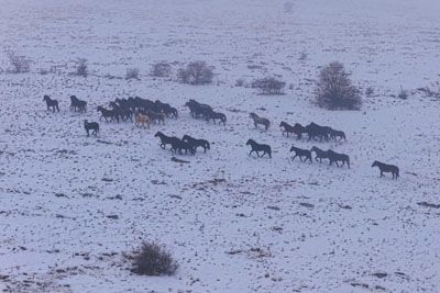 Posnetek iz BiH, ki jemlje sapo: Iz zraka posnel čredo divjih konj v svobodi