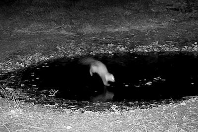 Lovska kamera na Primorskem ujela kuno, ki je zaplesala na ledu