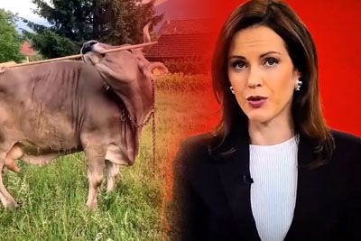 Kiks na Kanalu A z Nušo Lesar: Gledalce v ozadju nasmejala krava