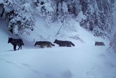 Kamera pri Plitviških jezerih ujela trop volkov: Posnetek ima skoraj milijon ogledov