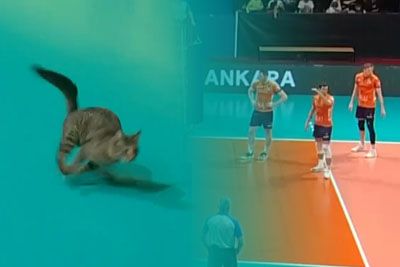 Mačka prekinila odbojkarsko tekmo Slovencev: Posnetek zaokrožil po spletu