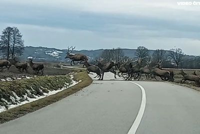 Prizor, ki jemlje sapo: Blizu slovenske meje voznik posnel čredo okoli 50 jelenov