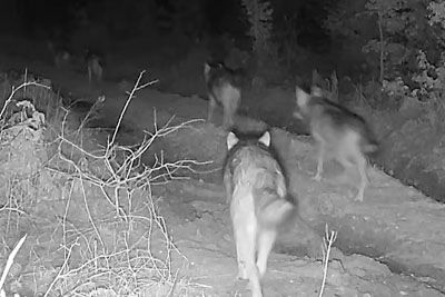 Kamera v kočevskih gozdovih ujela redek prizor: Trop devetih volkov