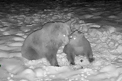 Ne, medvedi pozimi ne spijo – kamera pri Ajdovščini ujela dokaz