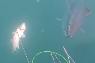 Ribič pri Izoli iz oči v oči s plenilcem: dramatičen napad iz globine