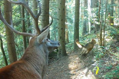 Bežal pred volkom, nato ga je pregnal: posnetek jelena navdušuje