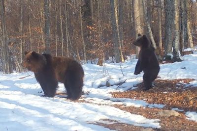 Svetovni dan medvedov: prizori na Kočevskem navdušili Slovenijo