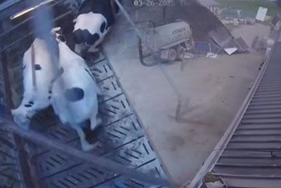 Posnetek groze na slovenski kmetiji: odziv krav, ko je veter odnesel streho