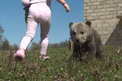 Medvedji mladič osvojil Hrvaško: zatekel se je k ljudem, noče se vrniti v gozd