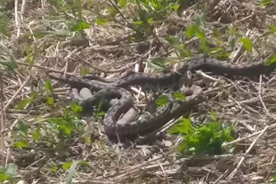 Modrasi na Piramidi v Mariboru: zaokrožil posnetek, sprehajalci v skrbeh