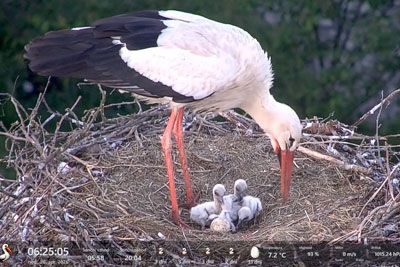 V Cerkljah gnezdo zdaj polno: Danes ob 6. uri še peti mladiček štorklje!