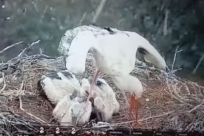 Prizor, ki je ganil Slovenijo: Toča klestila pol ure, štorklja zaščitila mladičke