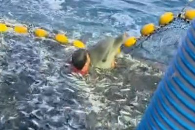 Hrvaški ribič skočil v mrežo, polno rib: Z golimi rokami rešil ujetega delfina