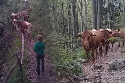 Krave odhajajo na Veliko planino: Tako jih je na planoto gnal mladi pastir