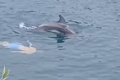 Neverjeten posnetek pri Zadru: Delfin se je dve uri igral s kopalci