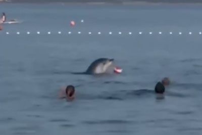 Posnetek, ki obkroža Hrvaško: Delfin zaplaval med kopalce, podajali so si žogo