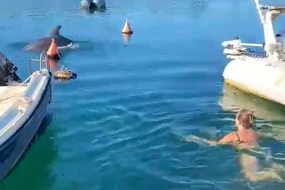Samotarski delfin Oliver ganil: Hrvatica skočila v morje, da bi se skupaj igrala
