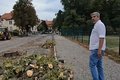 Mariborčani v zrak: Požagali drevored osmih mogočnih kostanjev