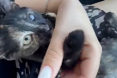 Mačka s poškodbo repa ostala brez pomoči: Dežurna veterinarka naj bi jo odslovila