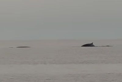 Redek prizor na Jadranu: V bližini otoka Žirje posneli tri velike kite