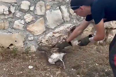 Gasilci med gašenjem požara na Braču prekinili delo: Rešili galeba, ganili Hrvaško