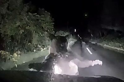 Medvedka na Japonskem napadla avto, da bi zaščitila mladiča