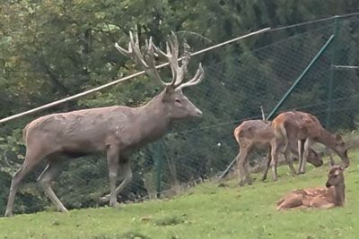 Jelenji ruk v Špitaliču, mogočni samec ukradel pozornost
