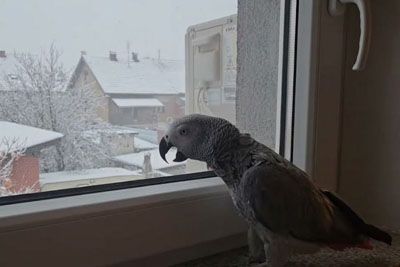 Papiga Bella nasmejala Hrvaško, njeno petje doseglo 2 milijona ogledov