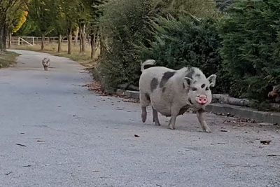 Pipa in Melkijad na slovenski kmetiji, pujsa kot v risanki odpujsala domov