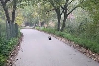Zašumelo v grmu, nato se je prikazal: Posnel redek prizor ob reki v Srbiji