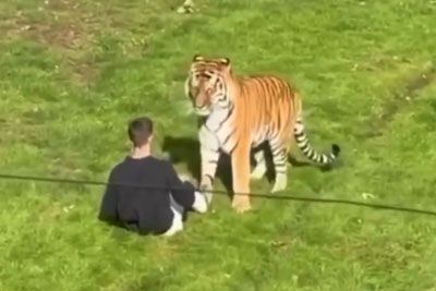 Tiger v živalskem vrtu napadel moškega, končalo se je tragično