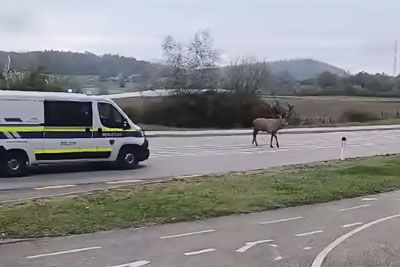 Mogočni jelen sredi ceste pri Novem mestu, na pomoč priskočili policisti