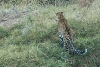 Leopard v strahu pred pitonom skočil v vodo