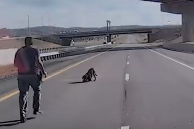 Policijski pes po skoku z nadvoza čudežno preživel, življenje mu je rešil policist