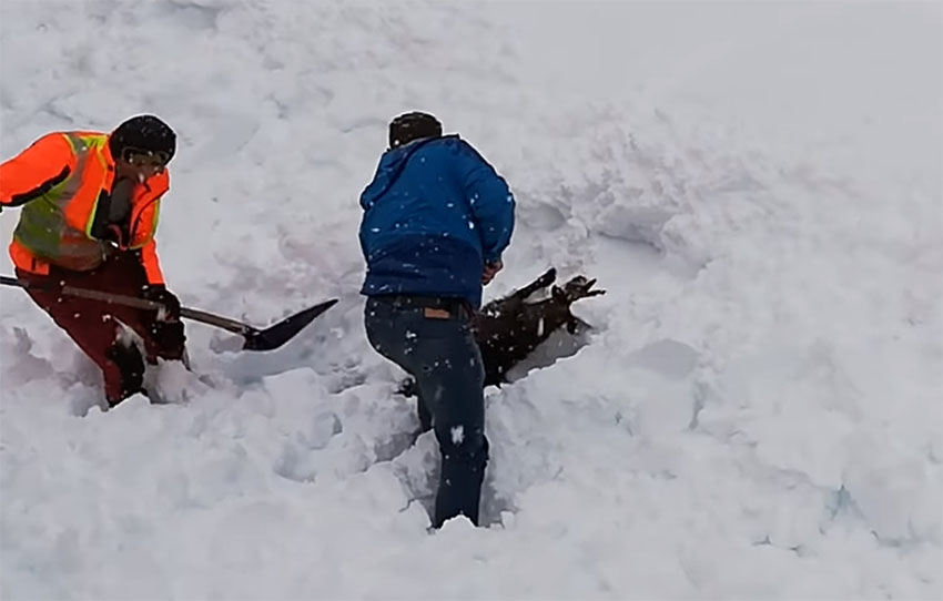 Buried under the snow