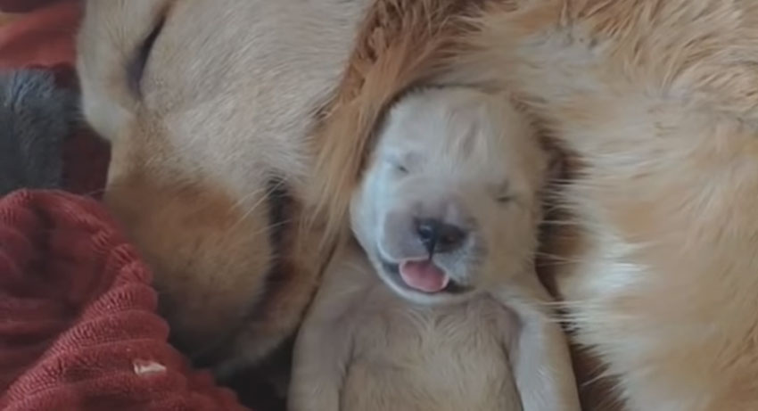 Golden Retriever Parents Watching Over Their Newborn Puppies Is So
