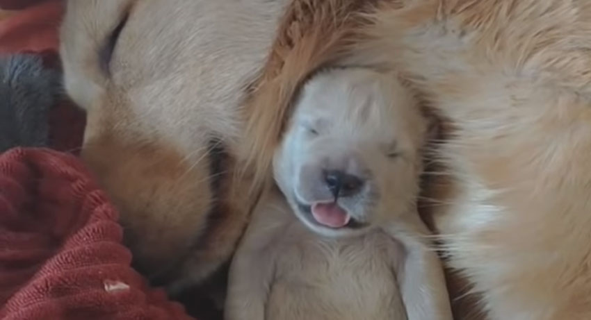 newborn golden retriever