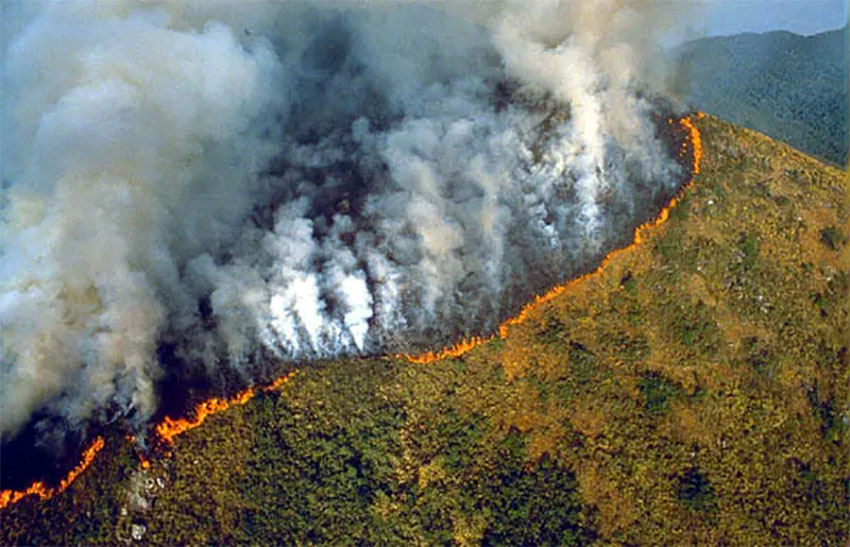 Shocking Video Shows The Amazon Rainforest Burning Down In Flames