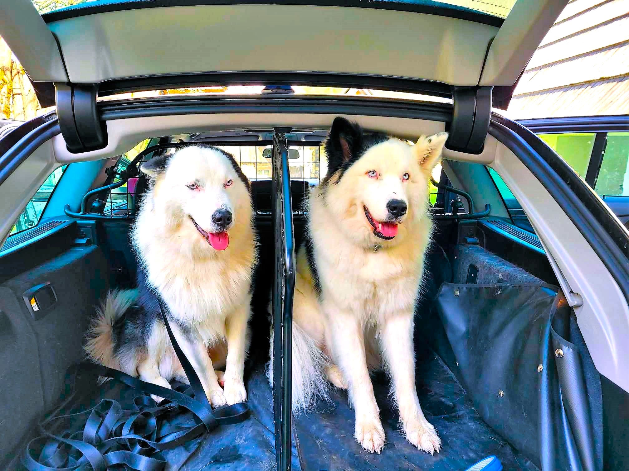 Izgubljena psa Zappar in Ami na območju Bovca