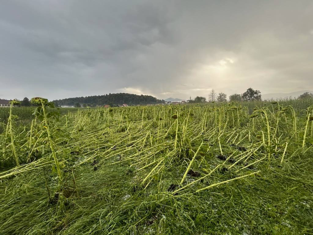 Toča v Bevkah v okolici Vrhnike uničila pridelek